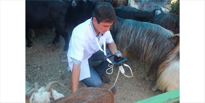 Hayvan pazarında ultrason cihazı ile gebelik muayenesi