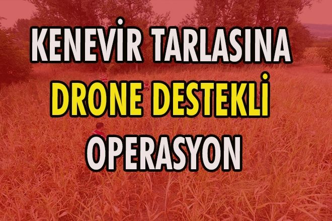 KENEVİR TARLASINA DRONE DESTEKLİ OPERASYON