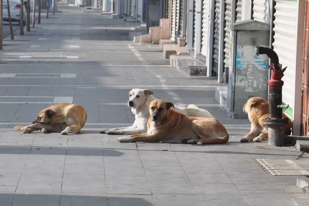 Adalet Bakanı Yılmaz Tunç: Sokak köpekleri için çalışmamızda sona geldik