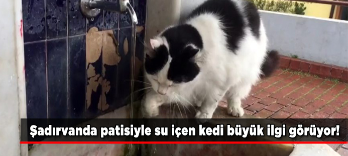 Bursa`da cami şadırvanından patileriyle su içen kedi görenlerin ilgi odağı oldu