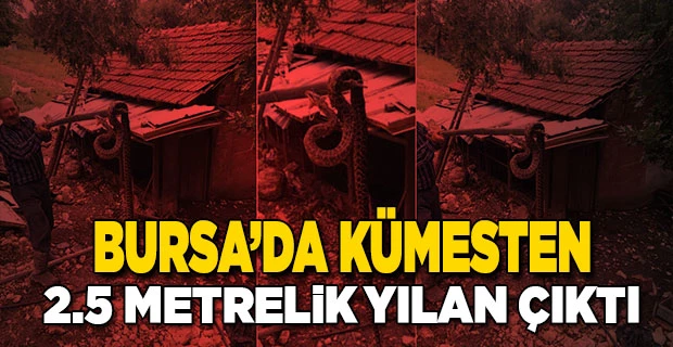 Bursa`da kümesten 2,5 metrelik yılan çıktı
