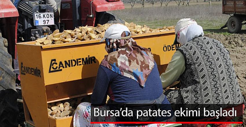 Bursa`da patates ekimi başladı