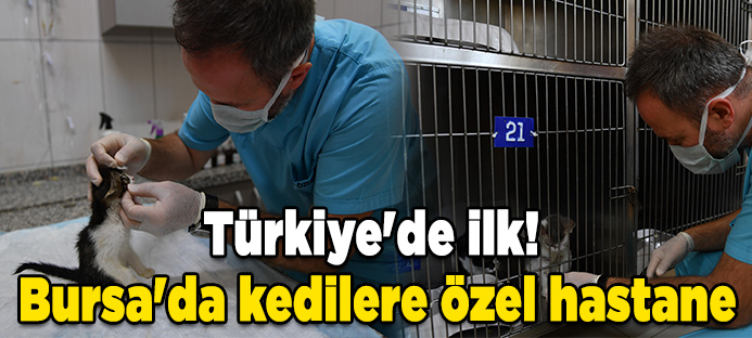 Türkiye`de ilk! Bursa`da kedilere özel hastane
