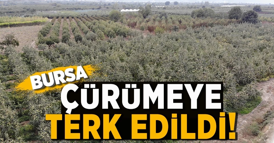 Müşteri olmadığı için yüzlerce ton armut dalında çürümeye terk edildi 