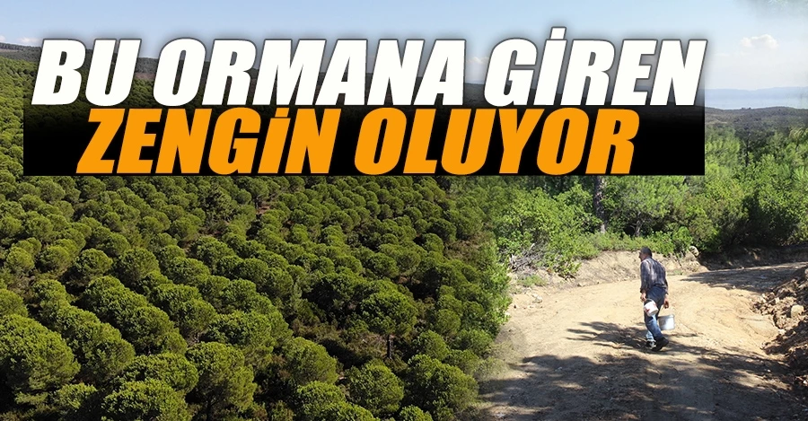  Bu ormana giren zengin oluyor   