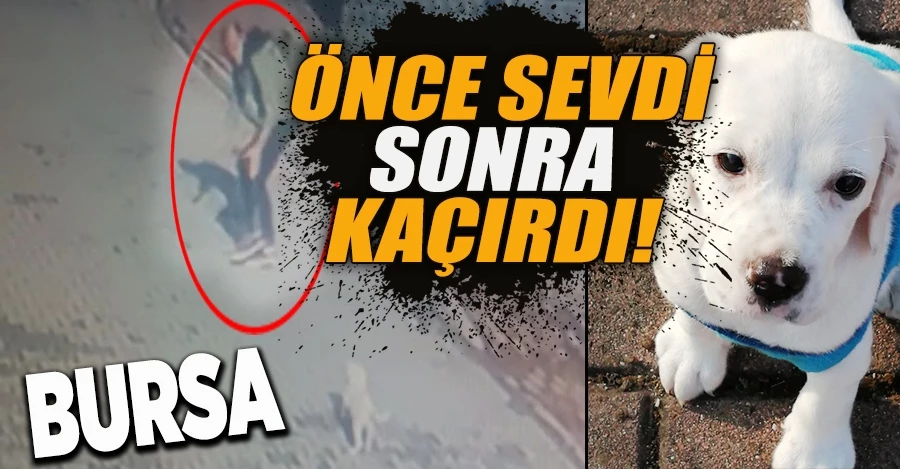  Köpeği önce sevdi, sonra kaçırdı, o ânlar güvenlik kameralarına yansıdı   