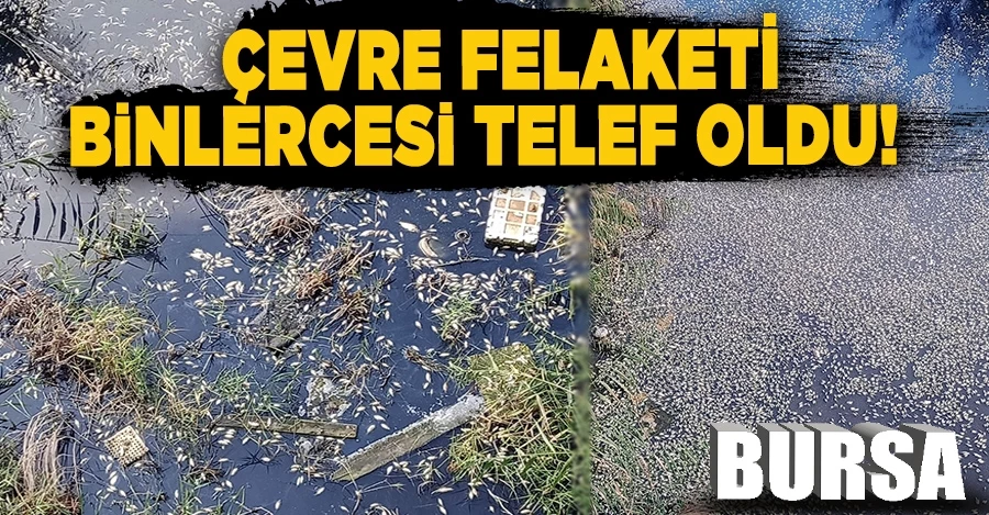 Bursa’da çevre felaketi...Binlerce balık telef oldu   