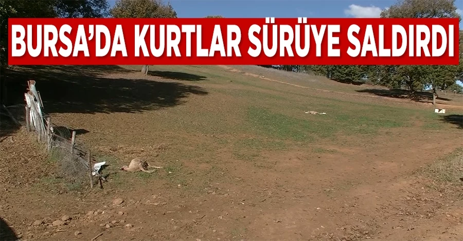 Bursa’da kurtlar sürüye saldırdı