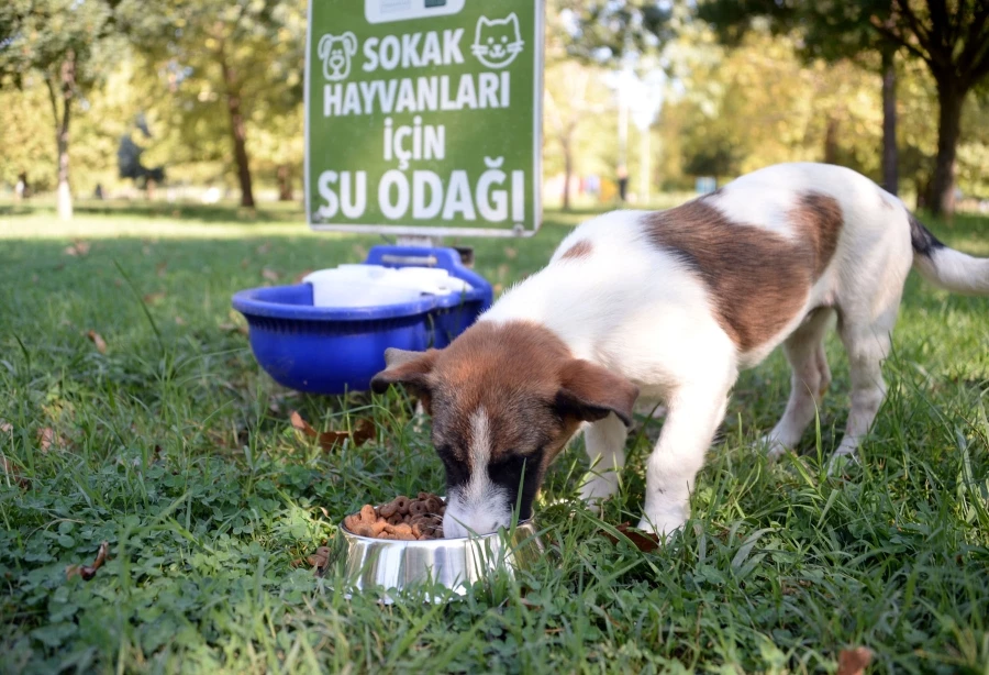 Can Dostlar Güvenli Ellerde