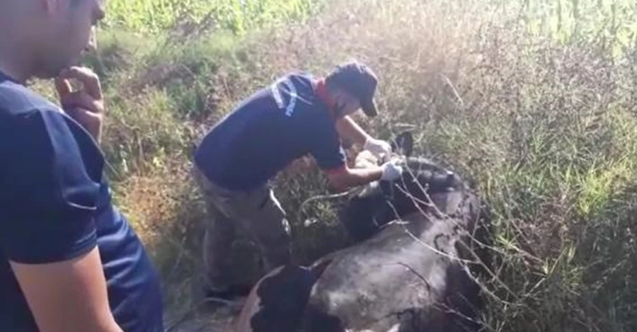 Kaçan boğa uyuşturucu iğneyle sakinleştirilip, yakalandı