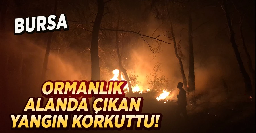  Bursa’da ormanlık alanda çıkan yangın kontrol altına alındı   