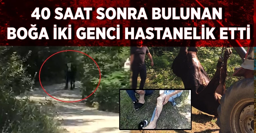 40 saat sonra bulunan boğa iki genci hastanelik etti