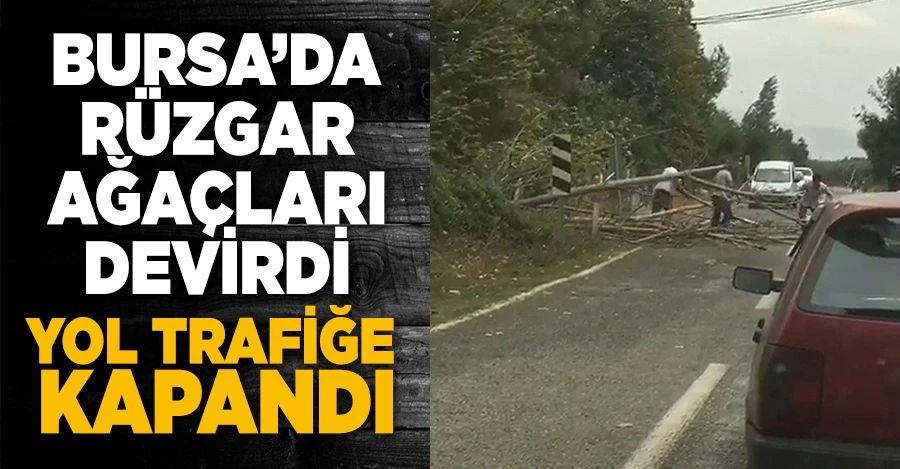  Bursa’da rüzgar ağaçları devirdi, yol trafiğe kapandı  