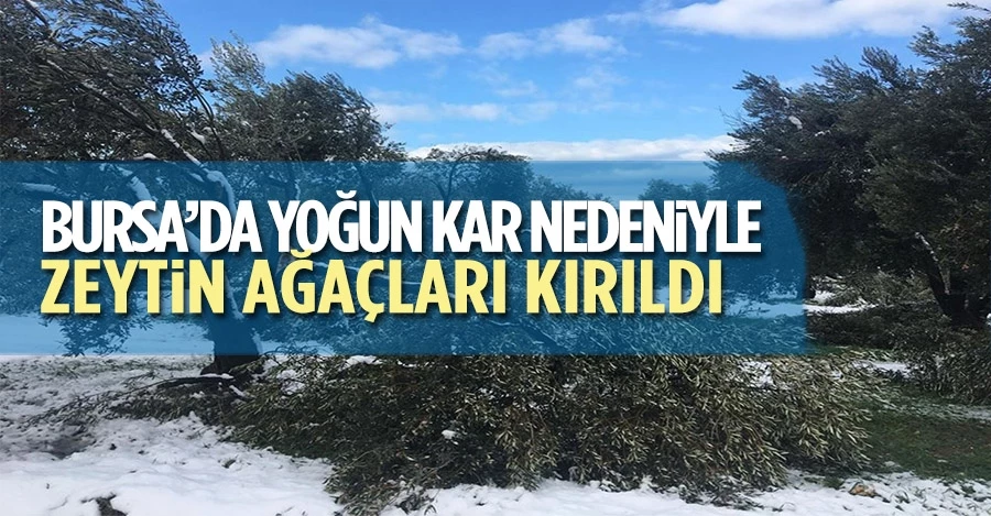Yoğun Kar Yağışı Nedeniyle Zeytin Ağaçları Kırıldı!