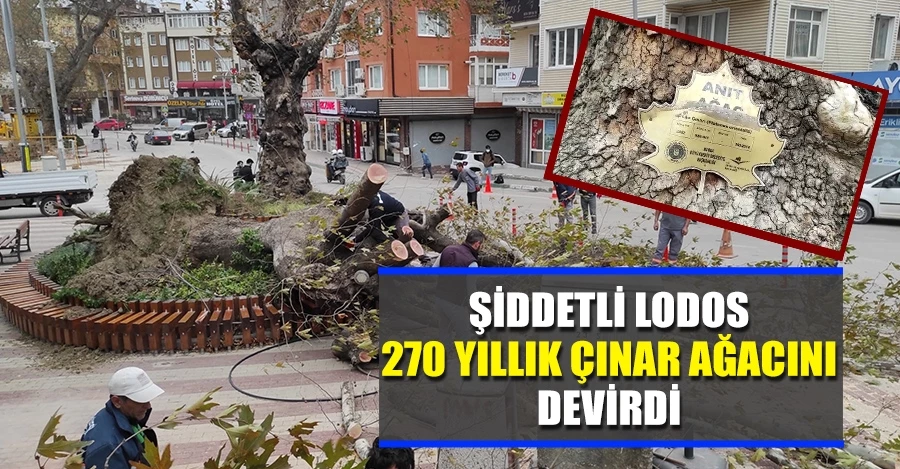  Bursa’nın Kestel ilçesinde şiddetli lodos 270 yıllık çınar ağacını devirdi   