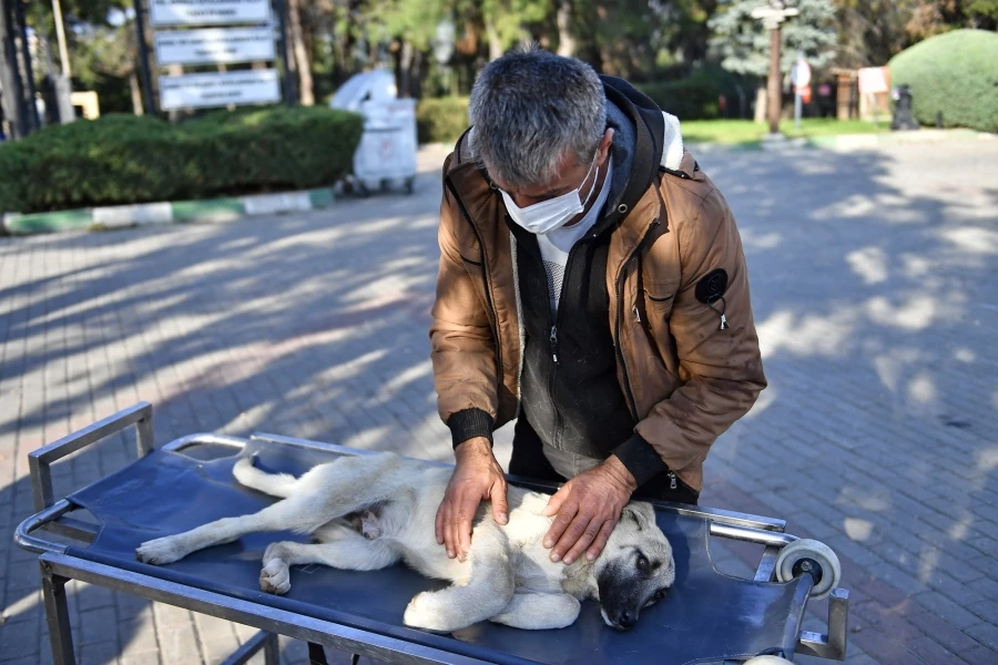 Yaralı köpeğe Osmangazi şefkati