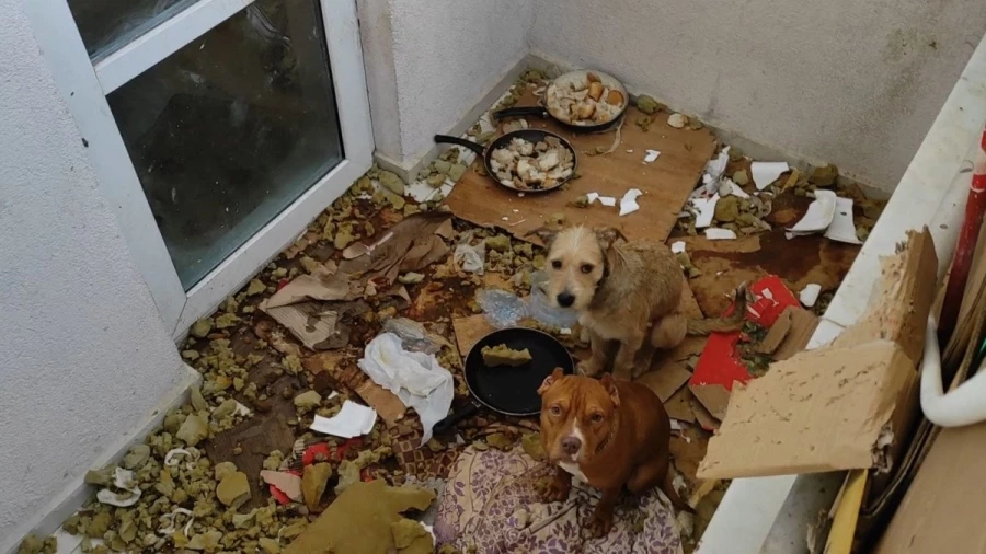 Ankara’da, kötü koşullarda bakılan 2 köpeğe el konuldu