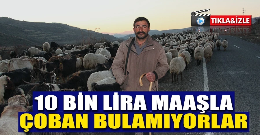 Siirt’te 10 bin lira maaşla çalıştıracak çoban bulamıyorlar   