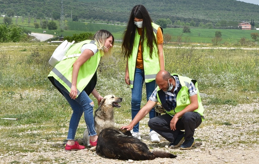 Gönüllüler can dostlar için yasağı deldi