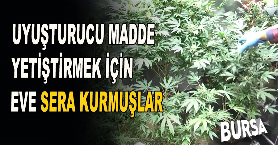 Uyuşturucu madde yetiştirmek için eve sera kurmuşlar