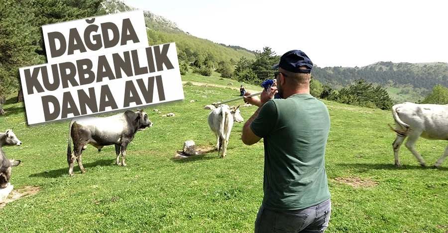 Dağda kurbanlık dana avı   