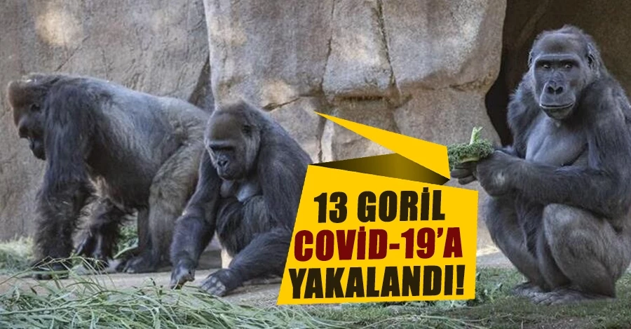 ABD’de hayvanat bahçesindeki 13 goril Covid-19’a yakalandı   