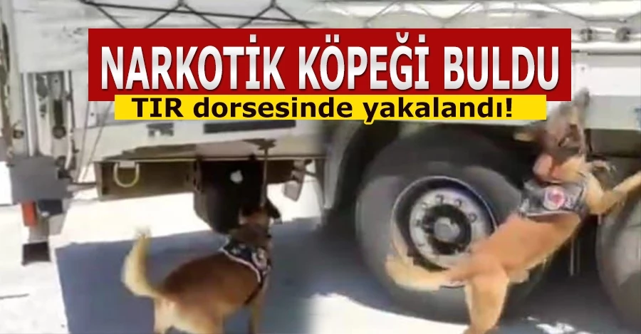  Narkotik köpeği buldu TIR dorsesinde yakalandı   