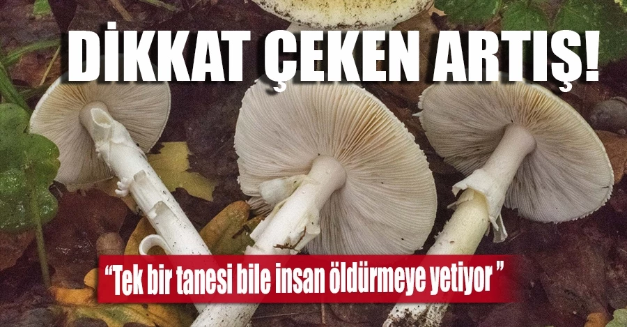 Doğu Karadeniz’de mantar zehirlenmelerinde dikkat çeken artış