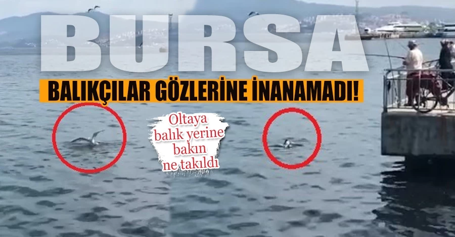 Bursa’da oltaya balık yerine martı takıldı   