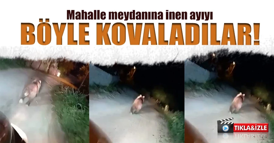  Mahalle meydanına inen ayıyı ormana böyle kovaladılar   