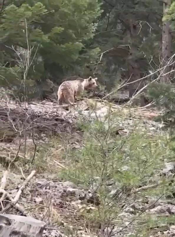 Ormanlık alanda karşılarına çıkan ayıyla neye uğradıklarını şaşırdılar 