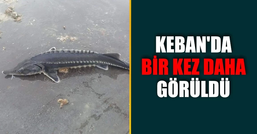 Havyarı 2 milyon liraya kadar çıkan balık Keban