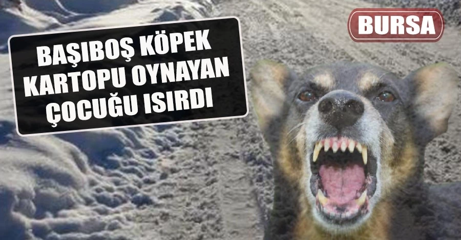 Bursa’da başıboş köpek kartopu oynayan çocuğa saldırdı