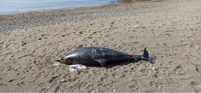 İki metre boyundaki ölü yunus kıyıya vurdu     