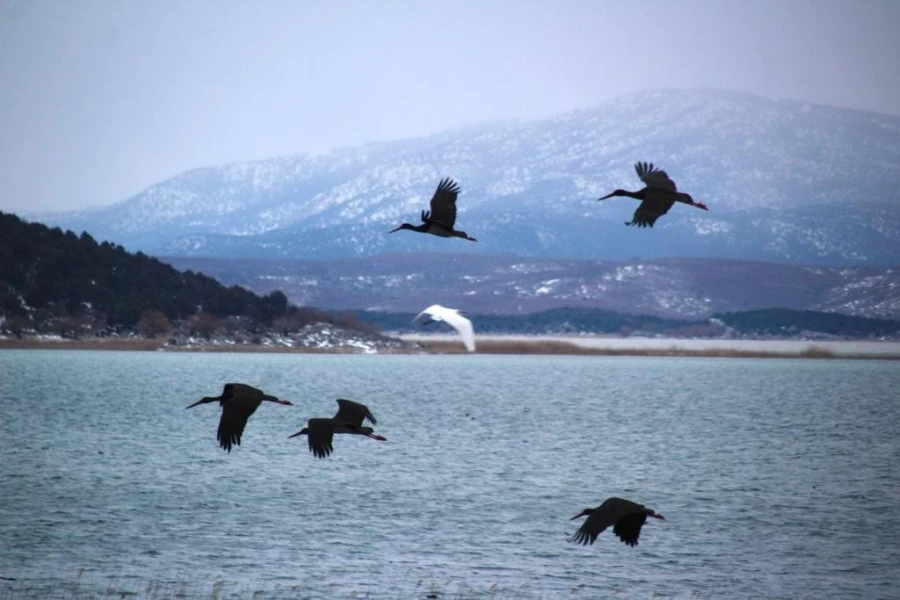 Beyşehir Gölü’ne kuş akını