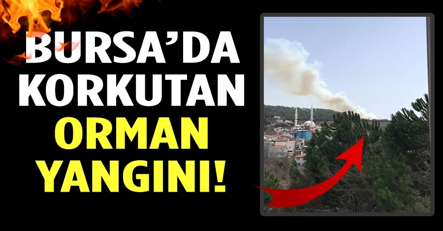 Bursa’da ikinci orman yangını!