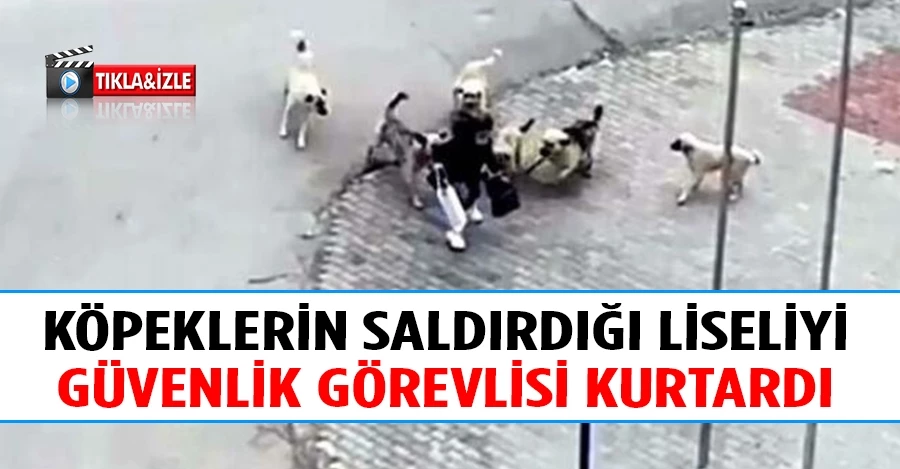 Ankara’da 8 başıboş köpek yolda yürüyen genç kıza saldırdı   