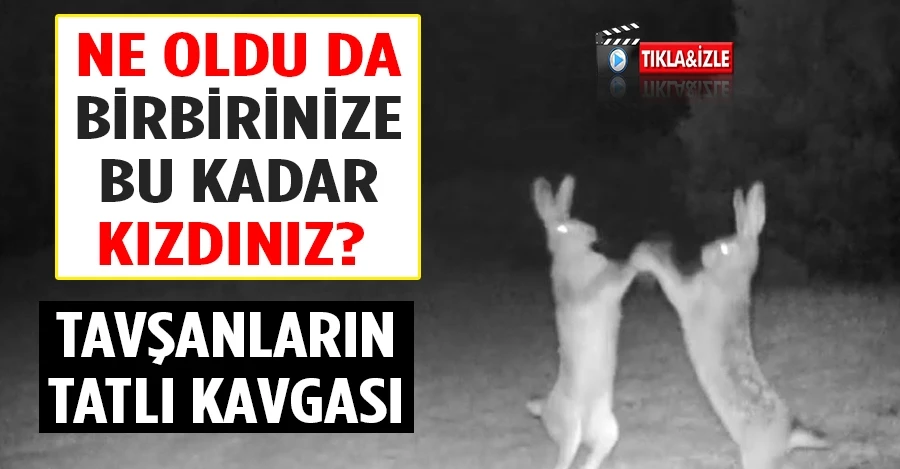 NE OLDU DA BİRBİRİNİZE BU KADAR KIZDINIZ? Tavşanların tatlı kavgası kamerada