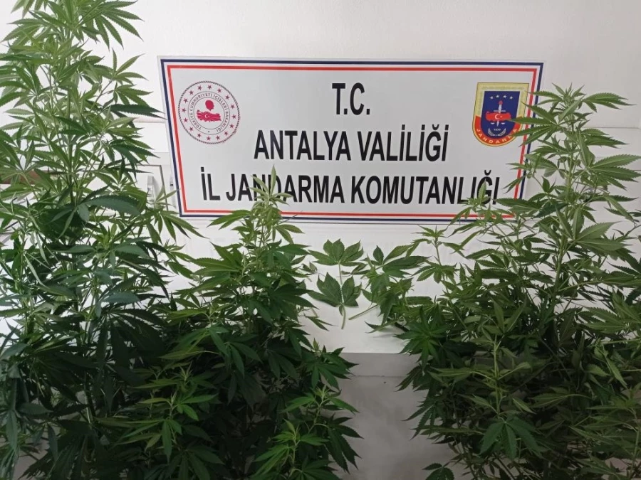 Balkonda branda ile perdelenen uyuşturucu jandarmadan kaçmadı 
