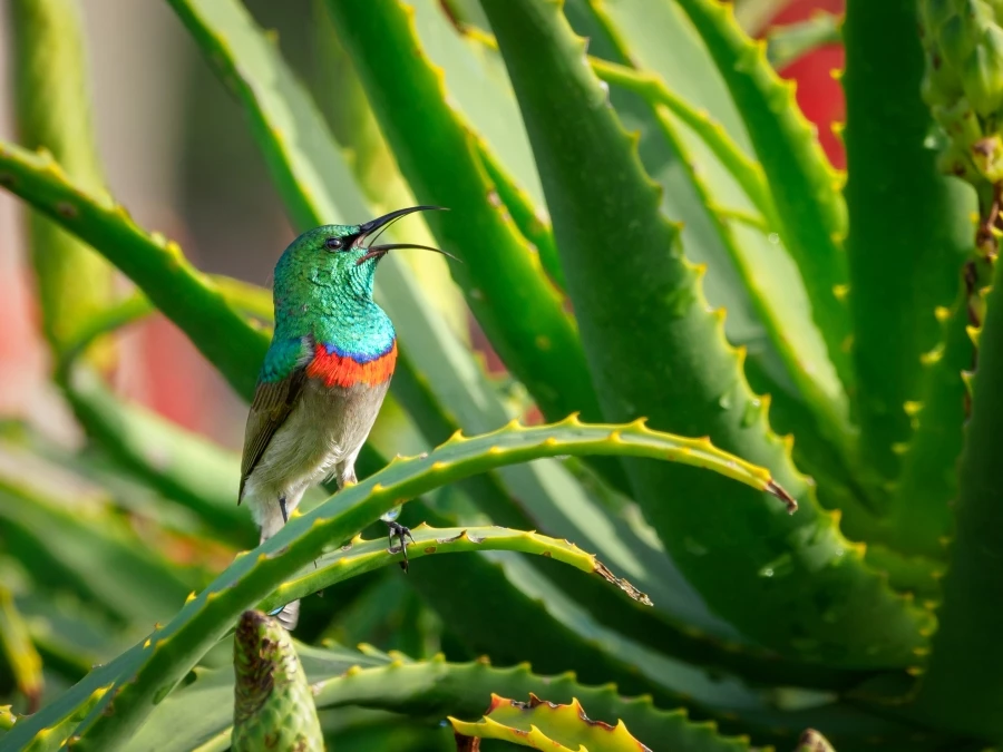 Aloe veranın faydaları nelerdir?