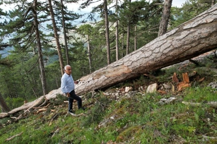AK Parti