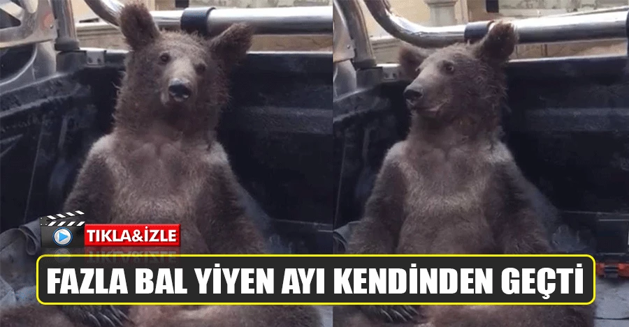 Fazla bal yiyen ayı işte böyle kendinden geçti