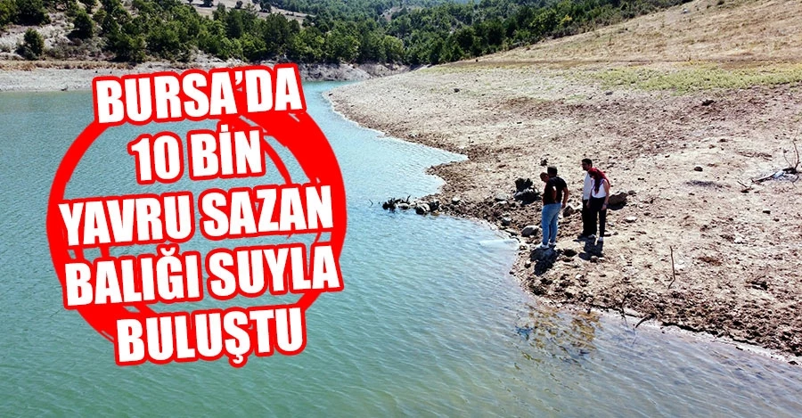 Bursa’da 10 bin yavru sazan balığı suyla buluştu