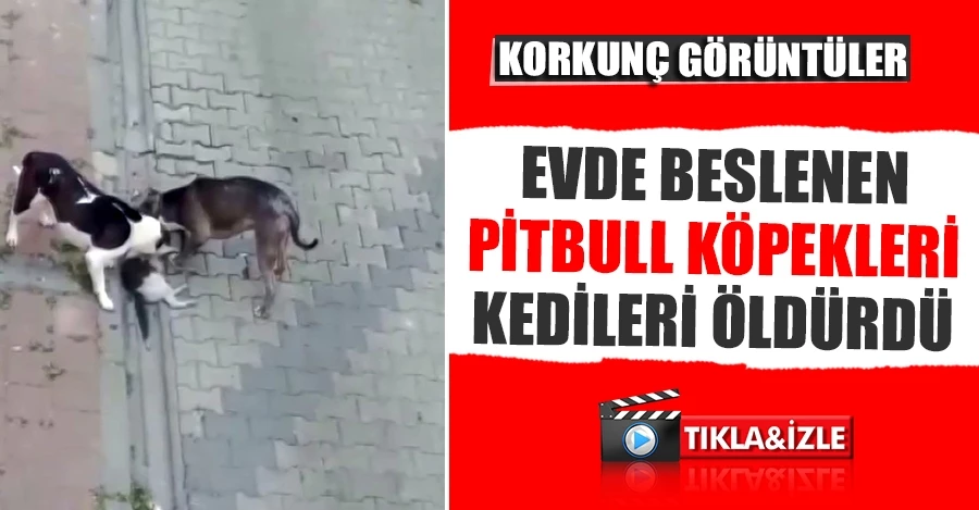evde beslenen pitbull köpekleri kedileri öldürdü 