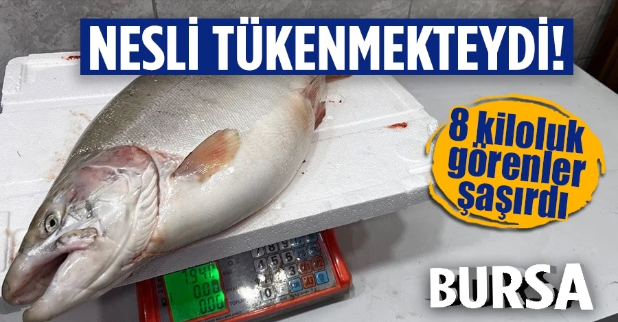  İznik Gölü’nde 8 kiloluk somon balığı yakalandı   