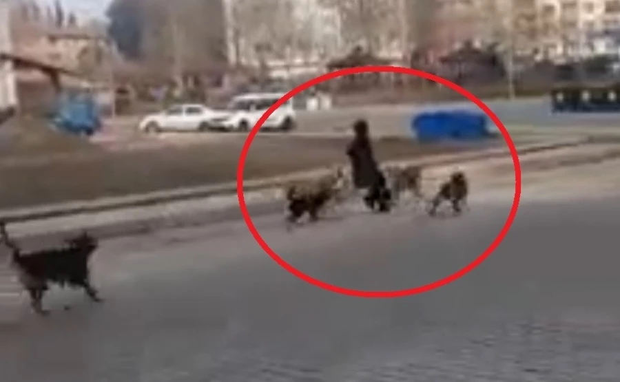 Sinop’ta başıboş köpekler yoldan geçen genç kıza saldırdı