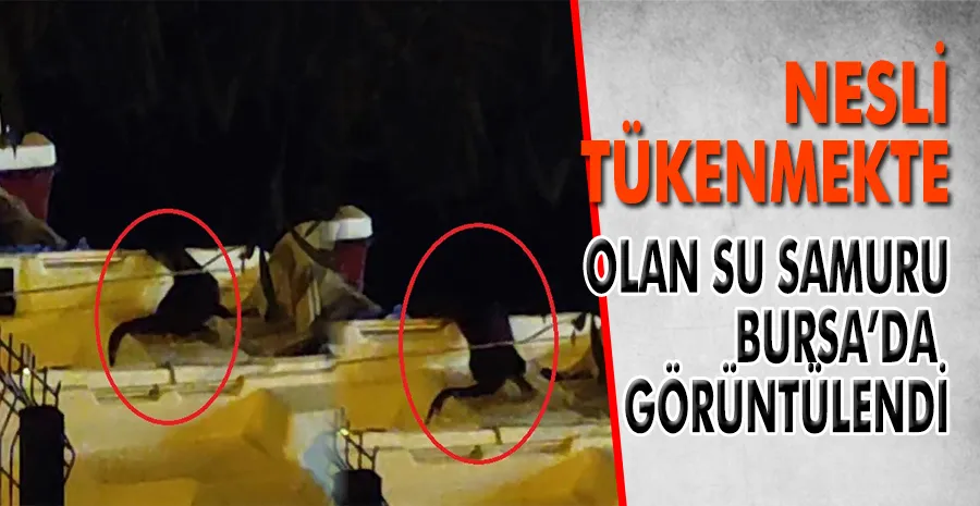 Bursa’da nesli tükenme tehlikesinde olan su samuru  görüntülendi