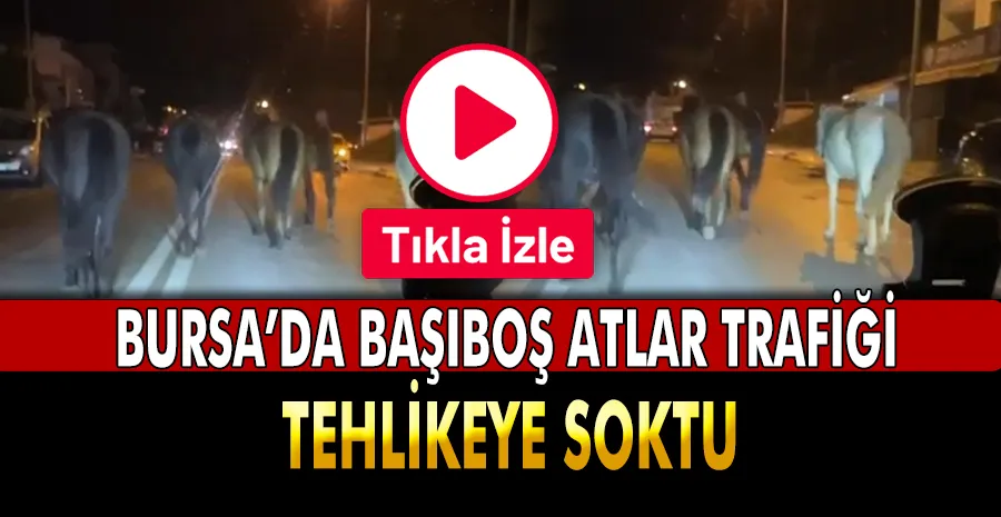 Bursa’da başıboş atlar trafiği tehlikeye soktu