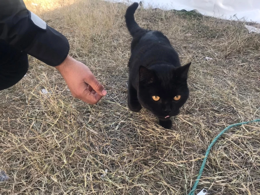 Gönüllüler, 164 saat sonra enkazdan bir kedi kurtardı