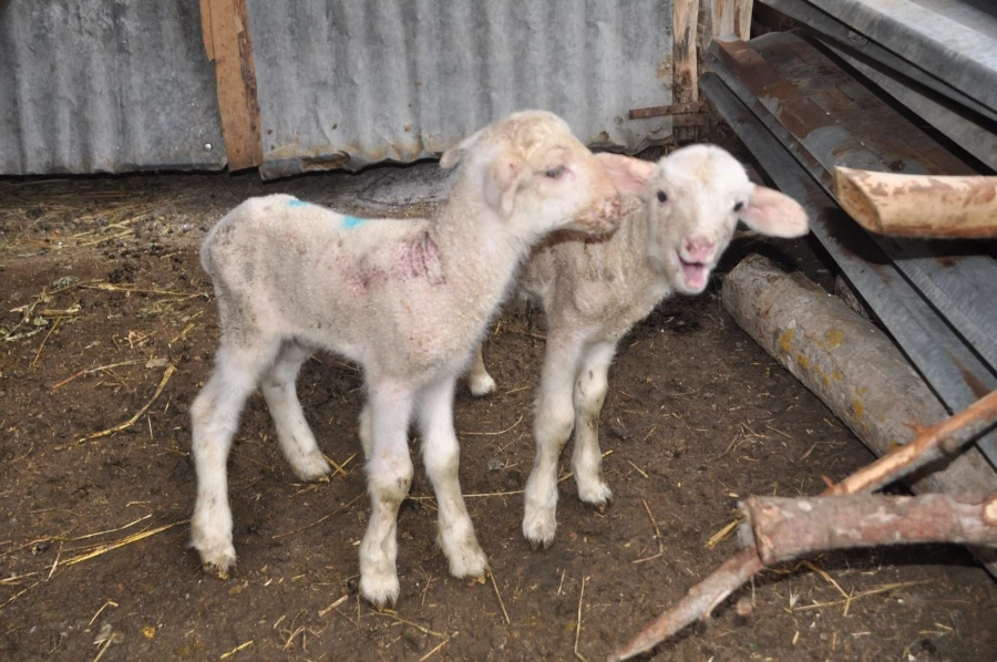 Hem mutluluğu hem üzüntüyü yaşadılar: Sezaryenle doğum yapan koyun telef oldu  